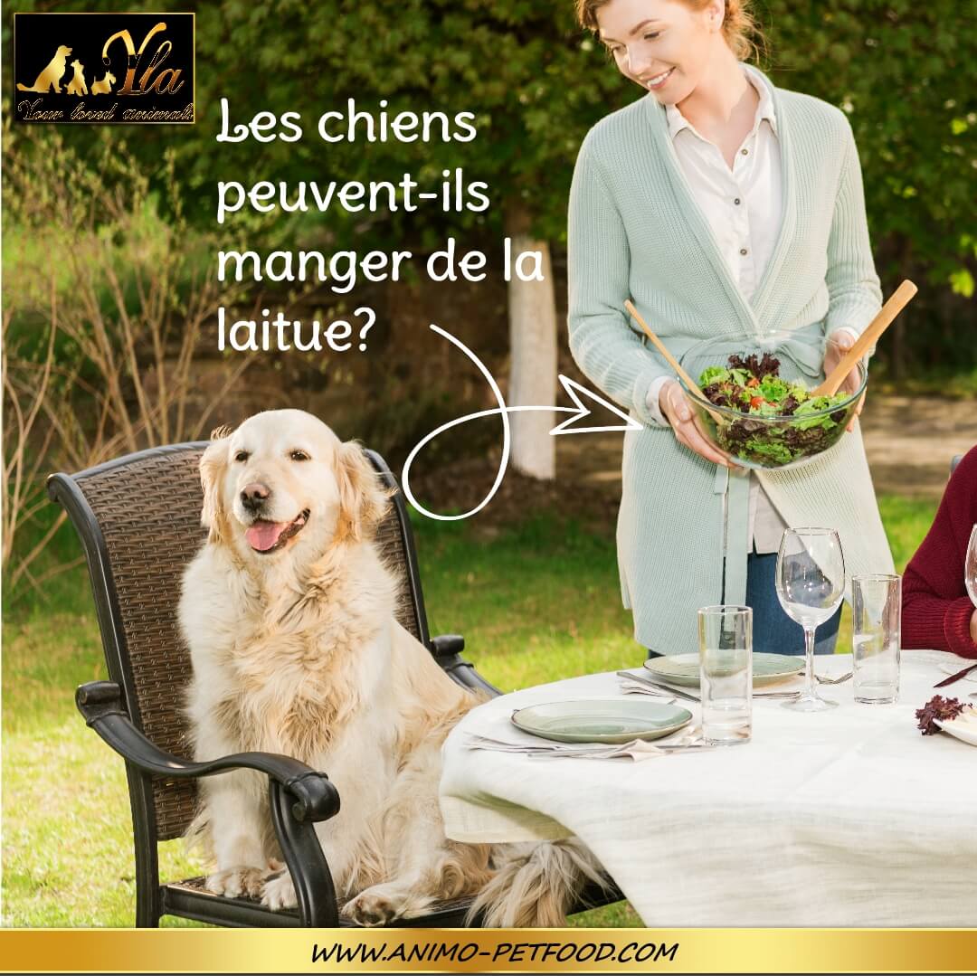 mon-chien peut-il-manger-de-la-laitue